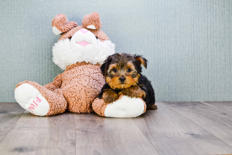 Meet Bronze - our Yorkshire Terrier Puppy Photo 