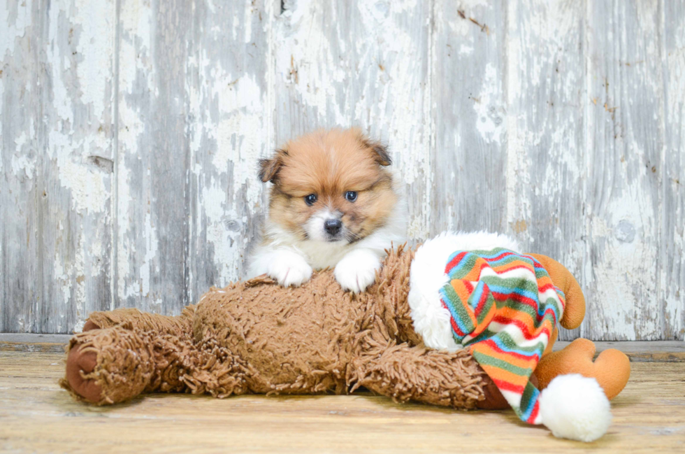 Petite Pomeranian Purebred Puppy