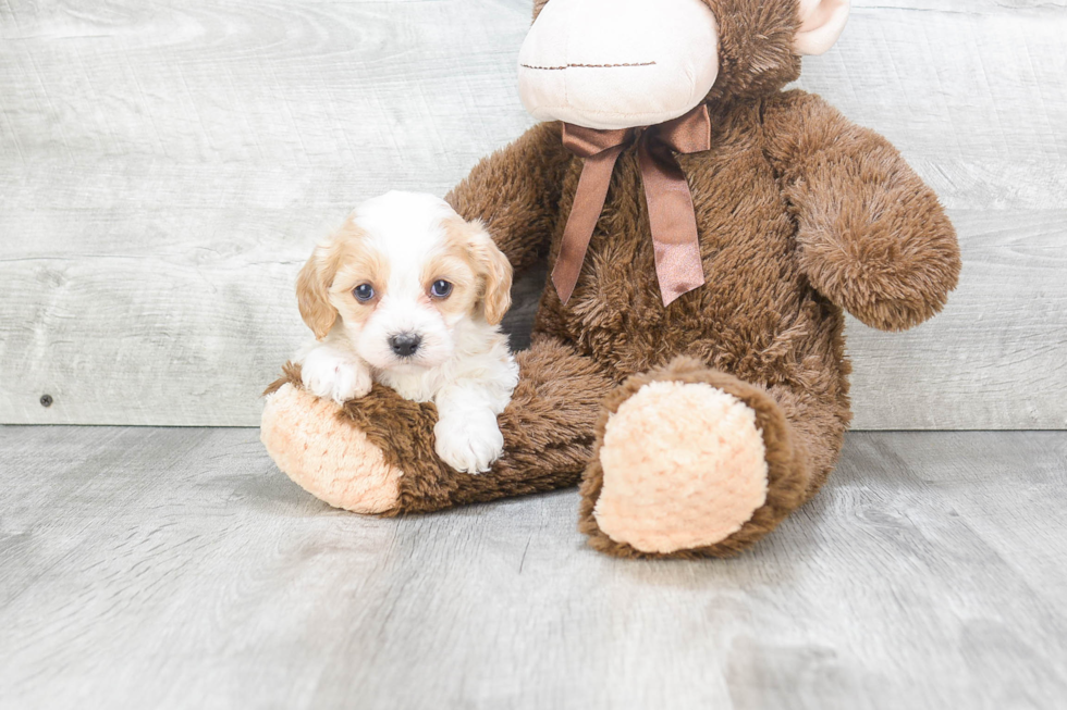 Fluffy Cavachon Designer Pup