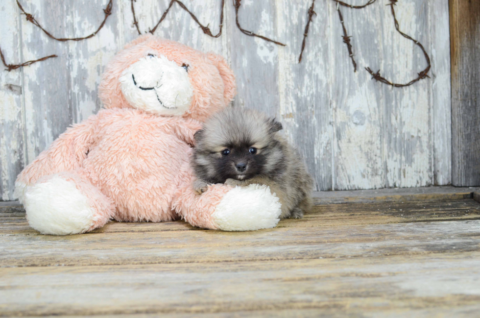 Happy Pomeranian Purebred Puppy