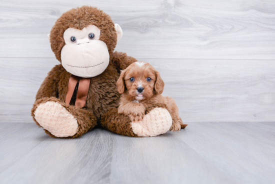 Cavapoo Pup Being Cute