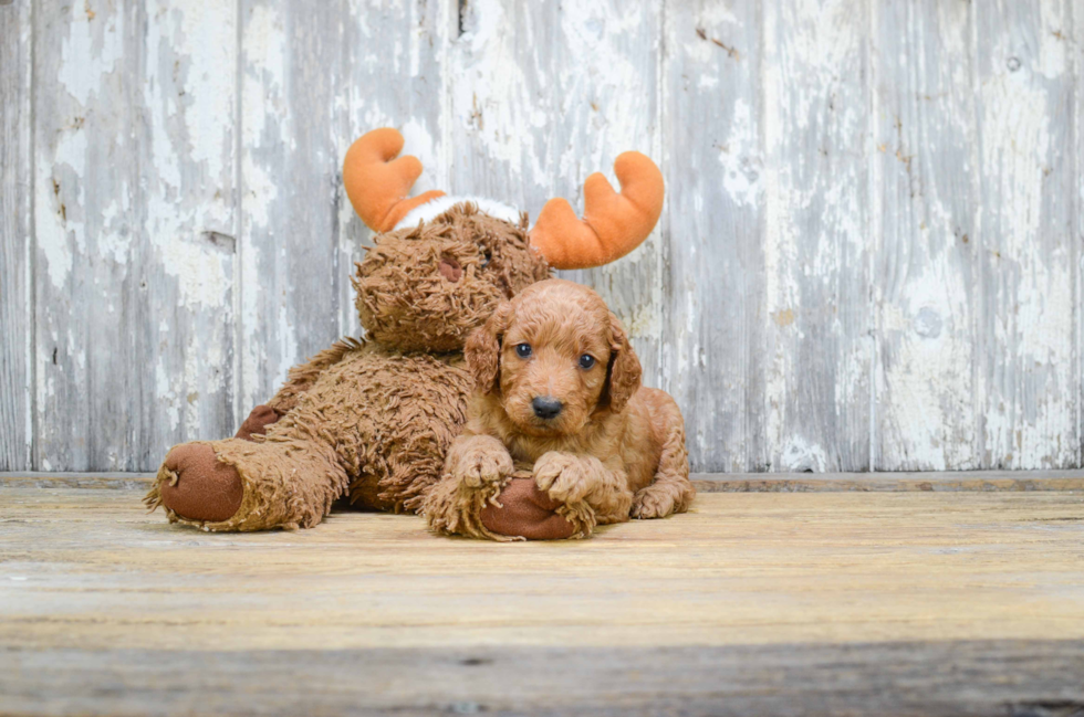 Funny Mini Goldendoodle Poodle Mix Pup