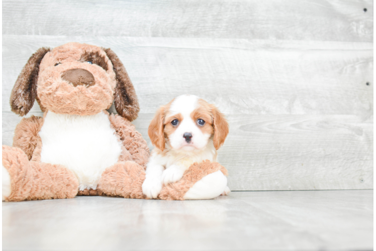 Energetic Cavalier King Charles Spaniel Purebred Puppy