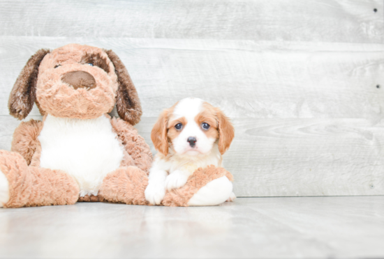 Energetic Cavalier King Charles Spaniel Purebred Puppy