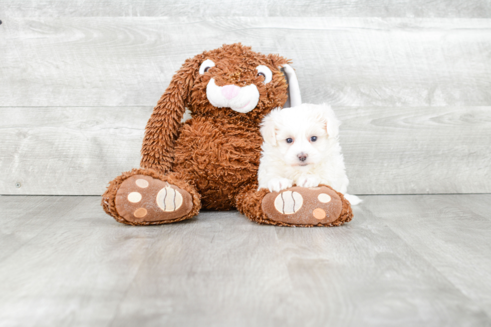 Maltipoo Puppy for Adoption