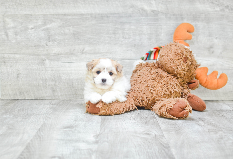 Fluffy Havanese Purebred Puppy