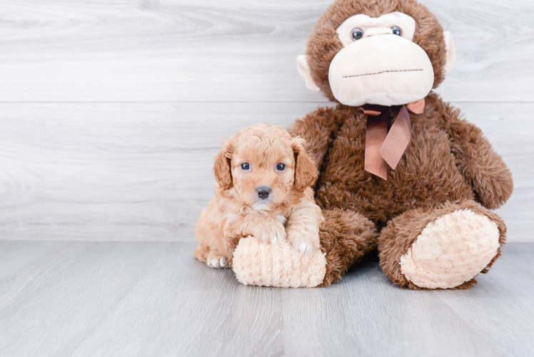 Playful Cavoodle Poodle Mix Puppy