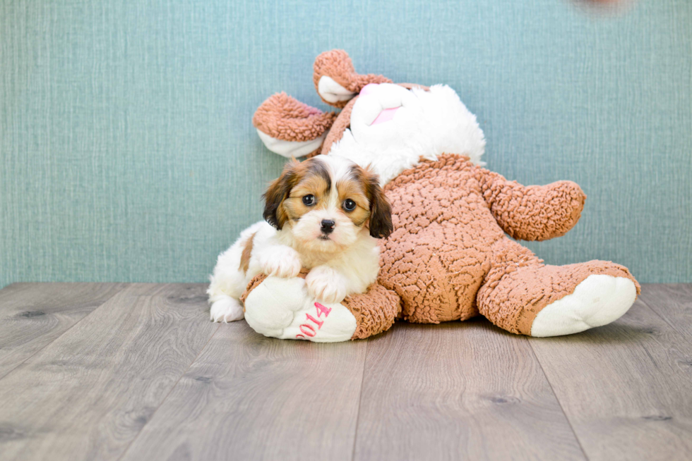 Cavachon Pup Being Cute