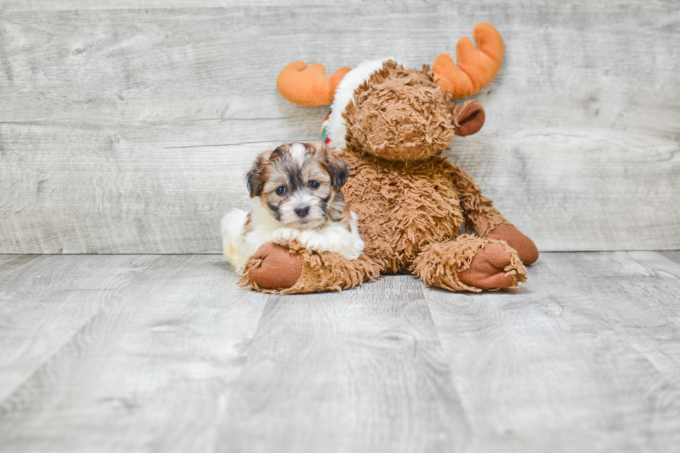 Teddy Bear Puppy for Adoption