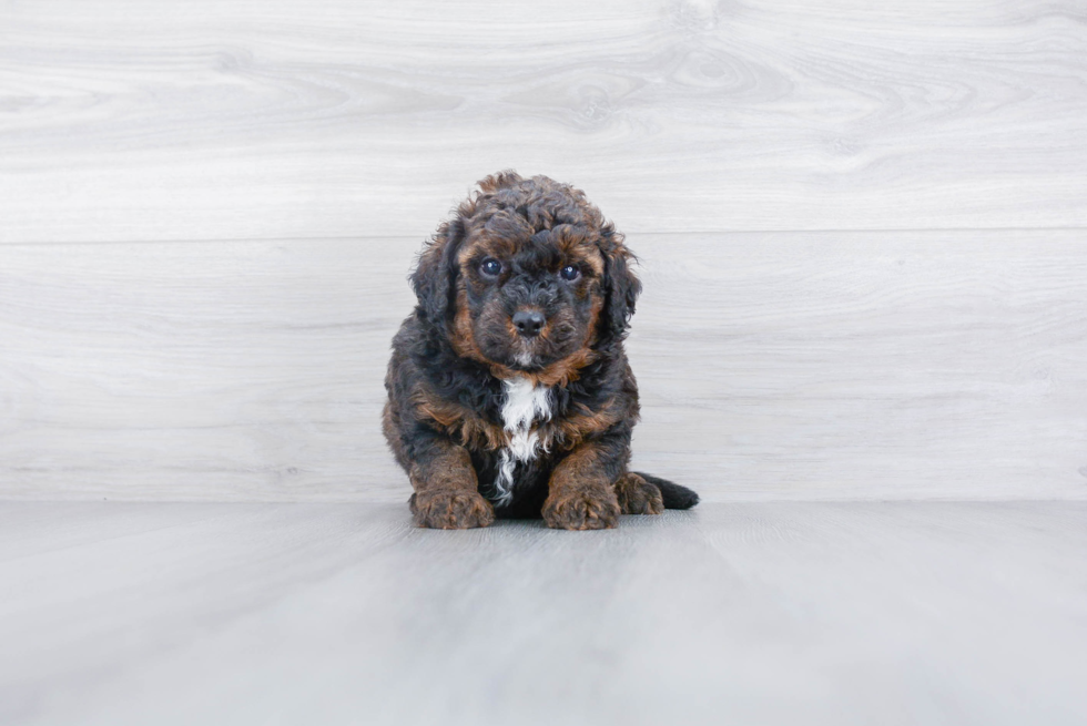 Energetic Bernadoodle Poodle Mix Puppy