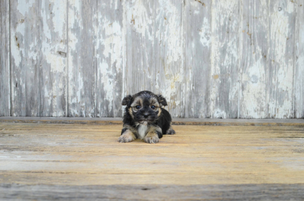 Playful Yorkie Designer Puppy