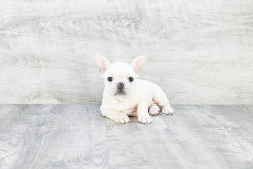 Best French Bulldog Baby