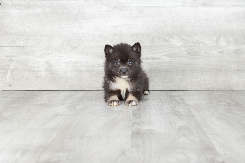 Energetic Mini Husky Designer Puppy