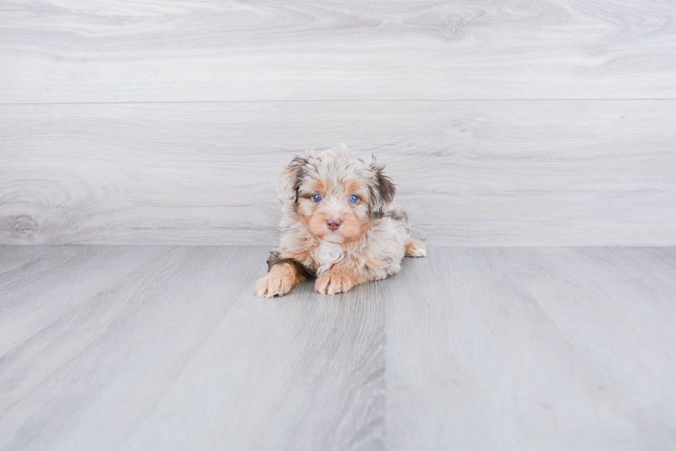 Mini Aussiedoodle Puppy for Adoption