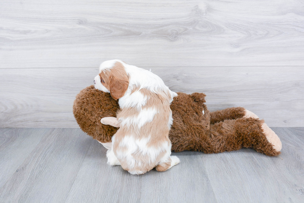 Small Cavalier King Charles Spaniel Purebred Pup