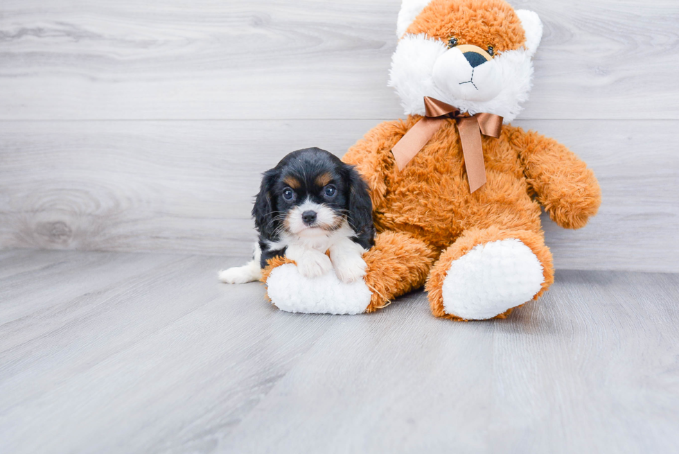 Funny Cavalier King Charles Spaniel Purebred Pup