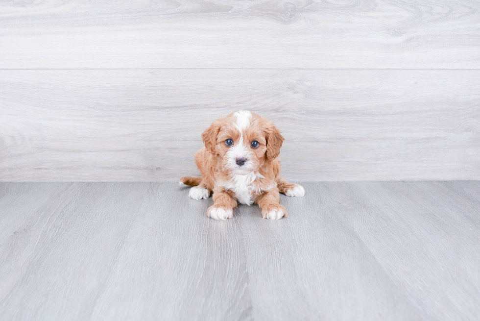 Best Cavapoo Baby