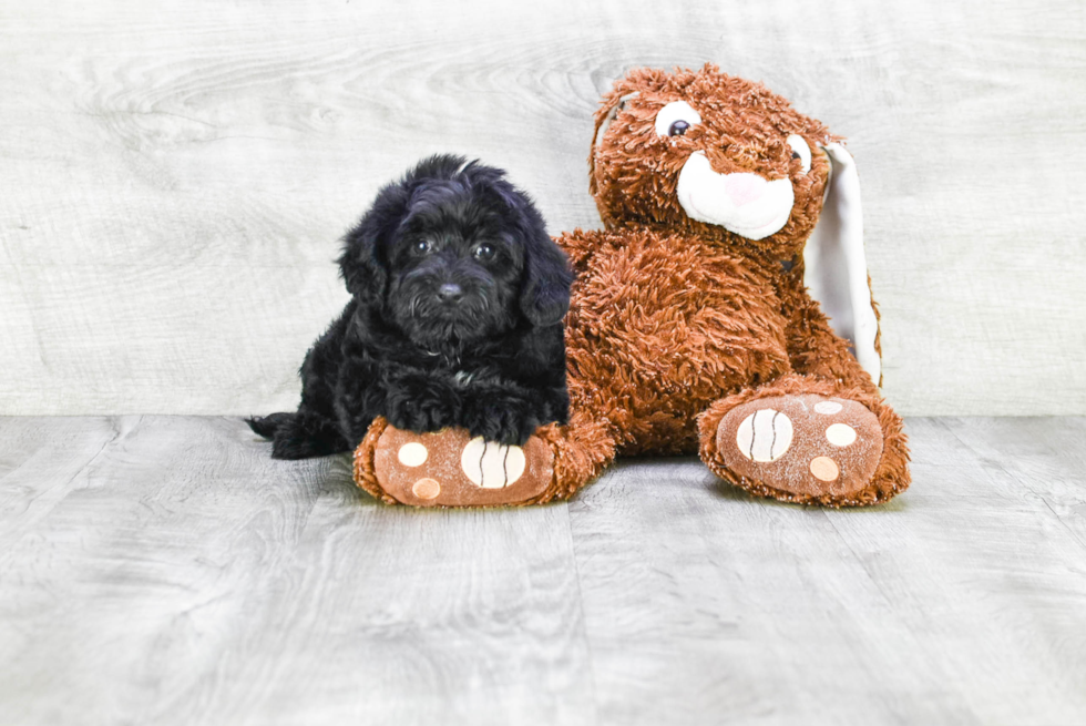 Yorkie Poo Pup Being Cute