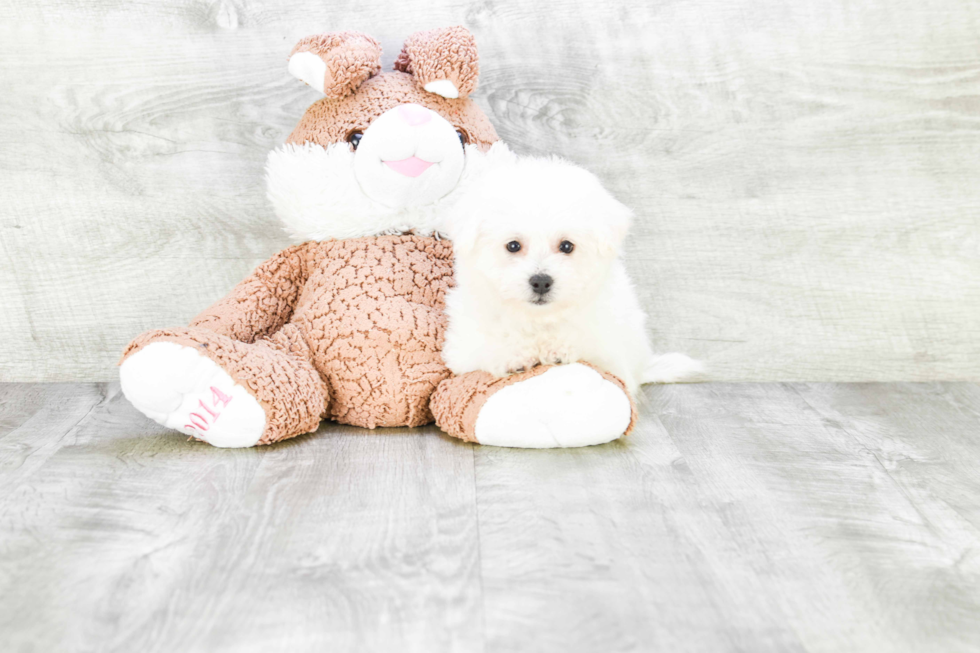 Small Bichon Frise Baby