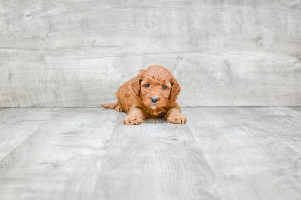 Energetic Golden Retriever Poodle Mix Puppy