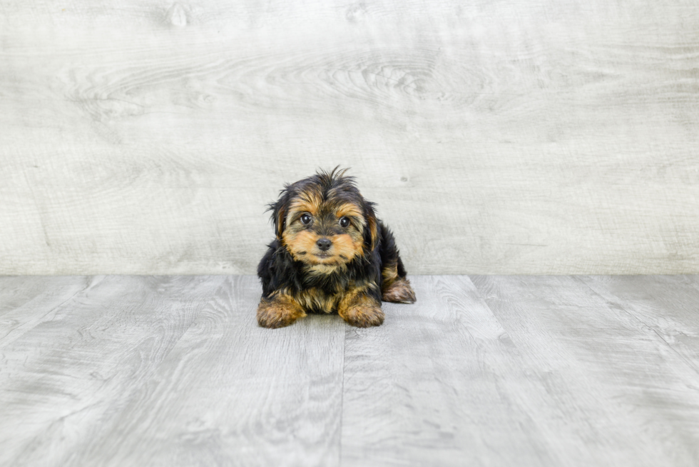 Meet Avery - our Yorkshire Terrier Puppy Photo 