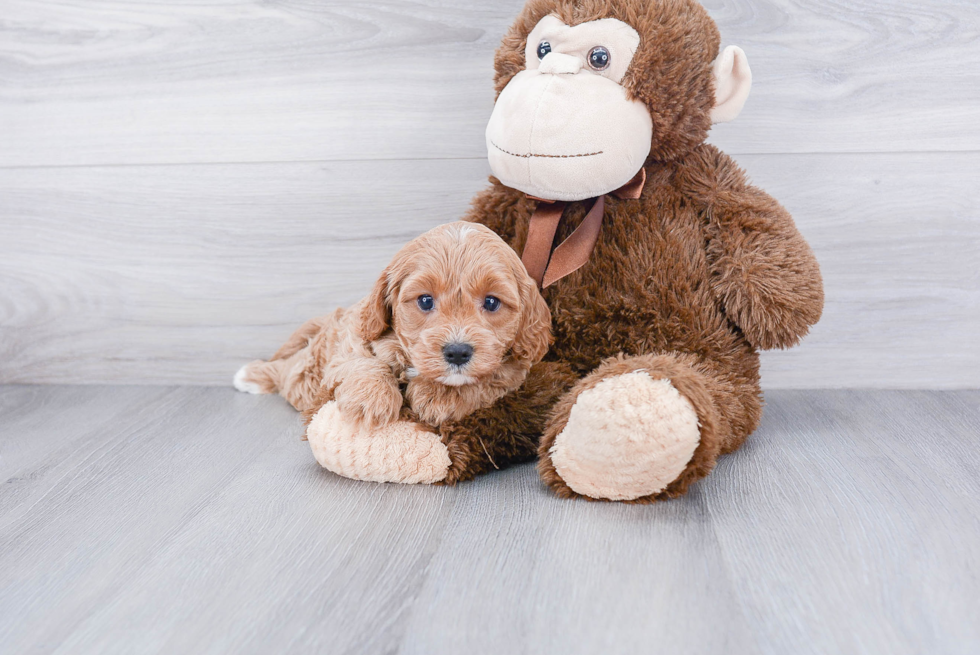 Smart Cavapoo Poodle Mix Pup