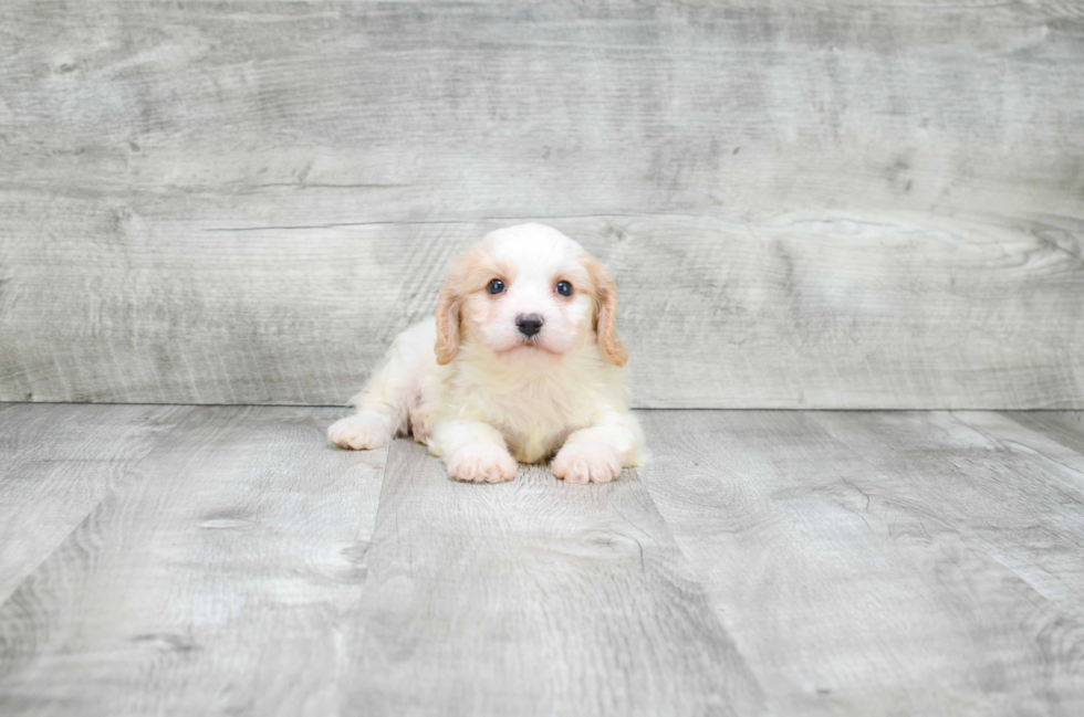 Cavachon Pup Being Cute