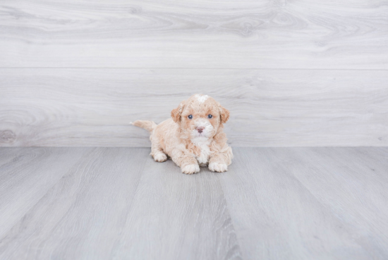 Popular Mini Goldendoodle Poodle Mix Pup