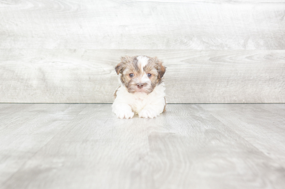 Havanese Pup Being Cute