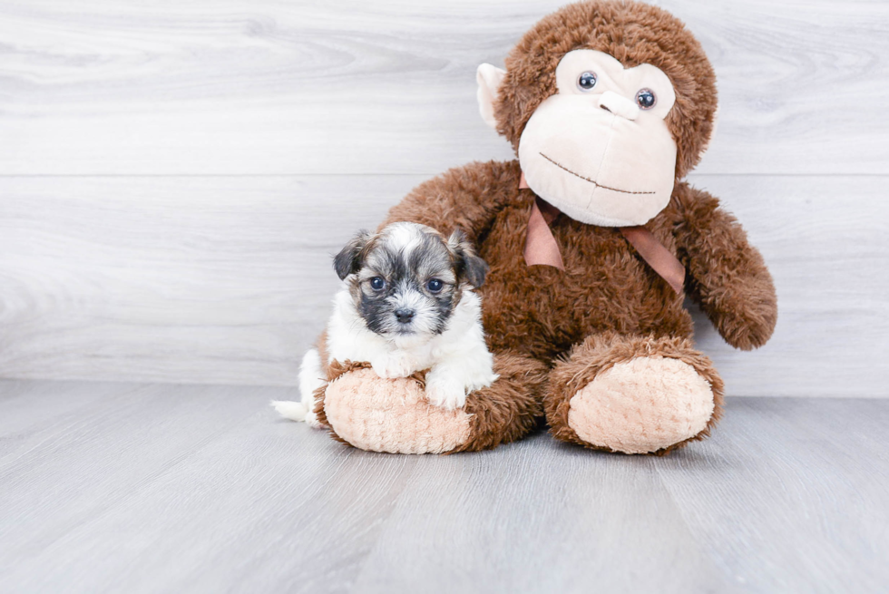 Teddy Bear Pup Being Cute