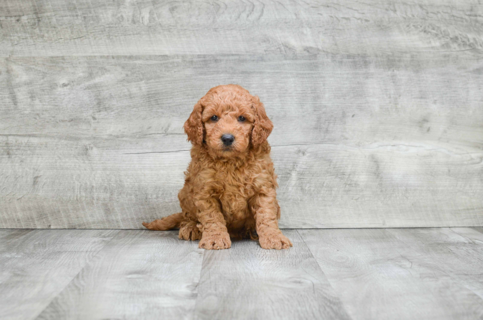 Popular Mini Goldendoodle Poodle Mix Pup