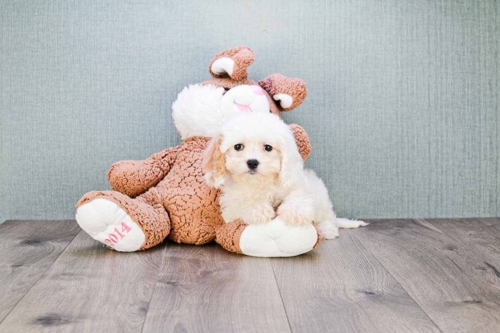 Friendly Cavachon Baby