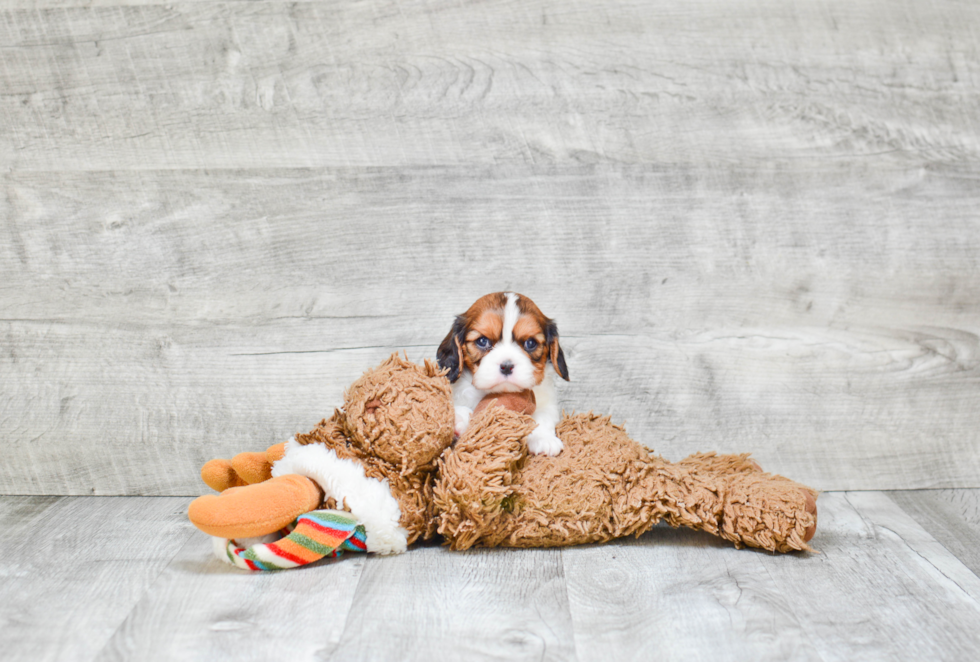 Fluffy Cavachon Designer Pup