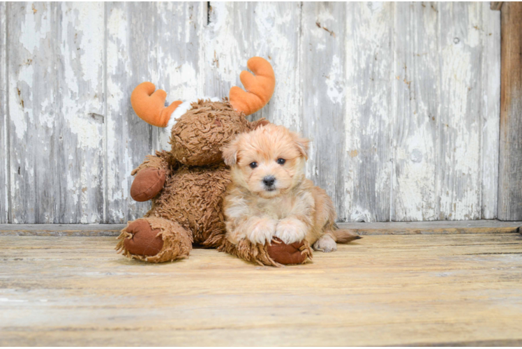 Morkie Pup Being Cute