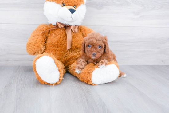 Best Cavapoo Baby