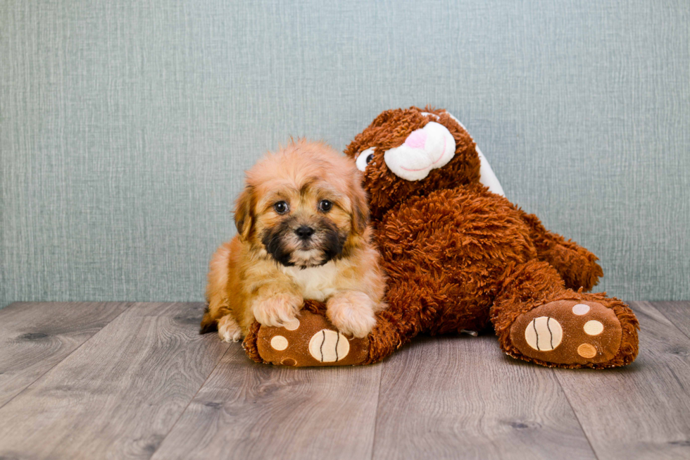 Popular Teddy Bear Designer Pup