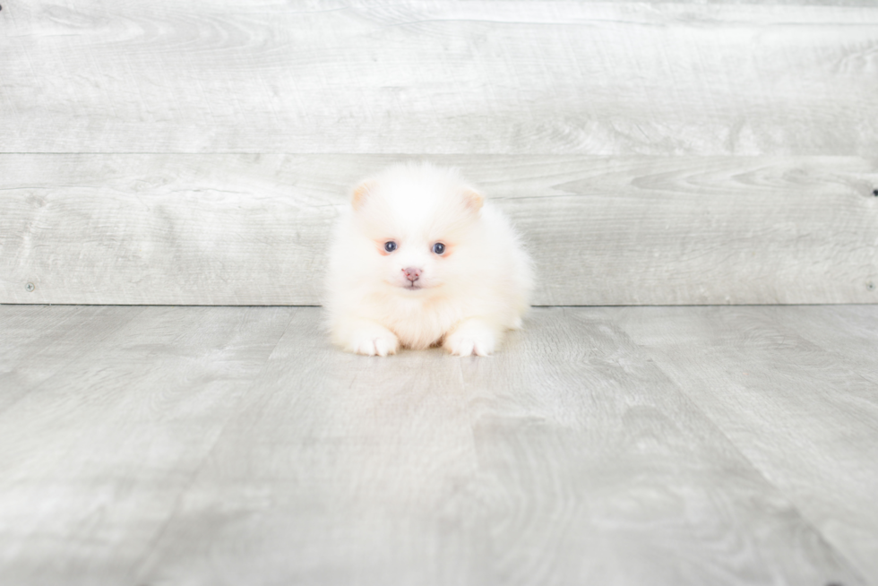 Happy Pomeranian Purebred Puppy