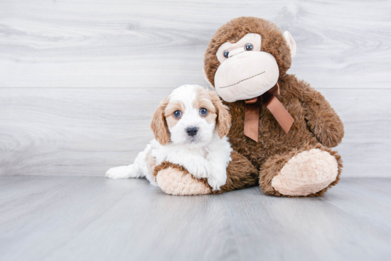 Cavachon Pup Being Cute