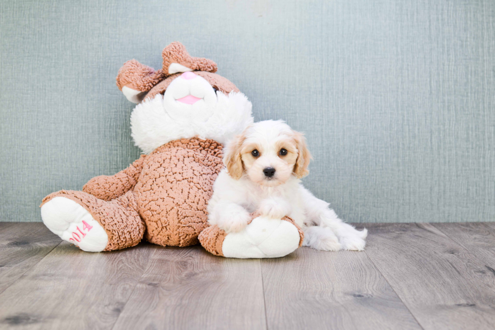 Best Cavachon Baby