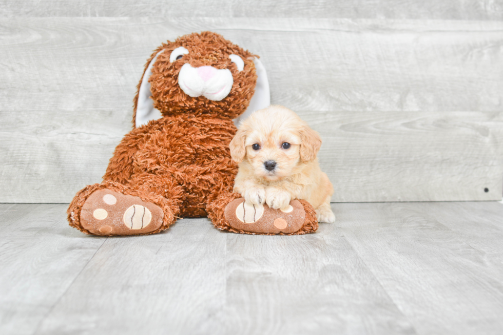 Cavachon Pup Being Cute