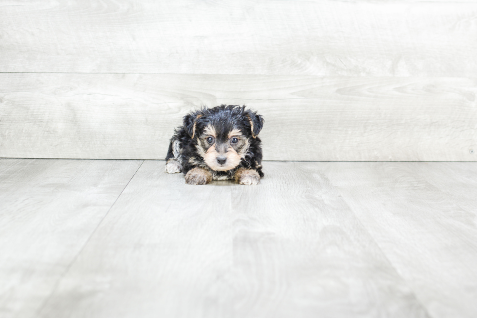 Morkie Pup Being Cute