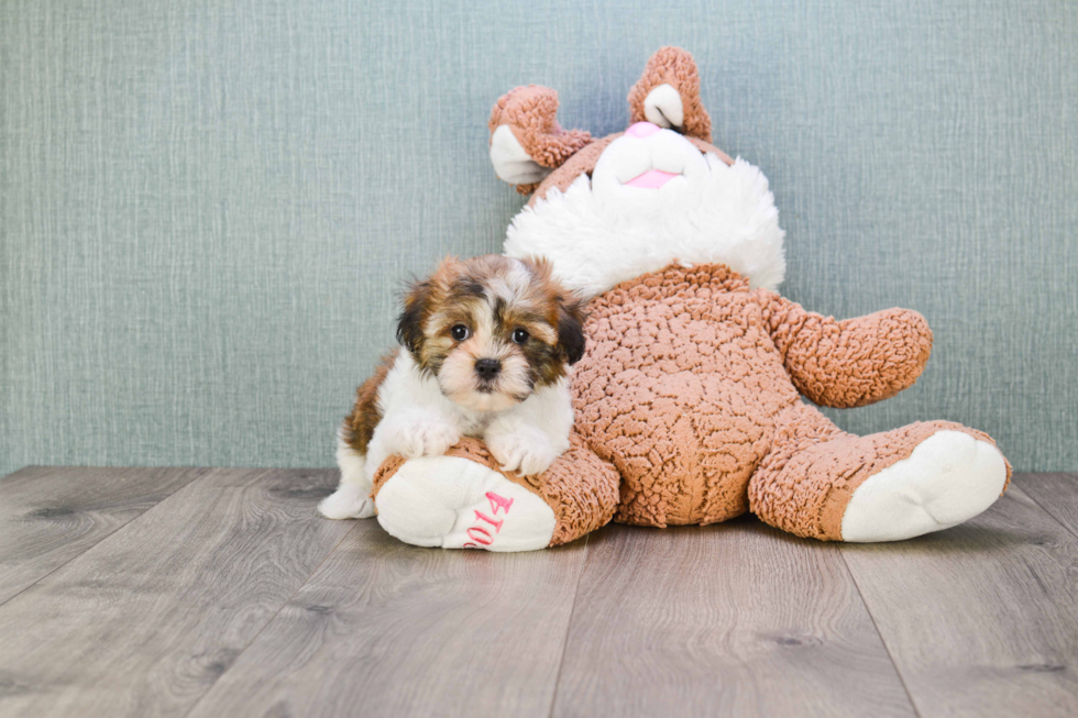 Smart Teddy Bear Designer Pup