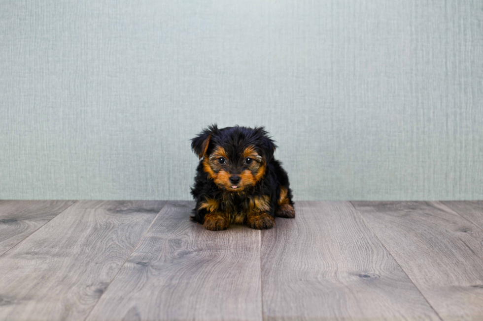 Meet Trigger - our Yorkshire Terrier Puppy Photo 