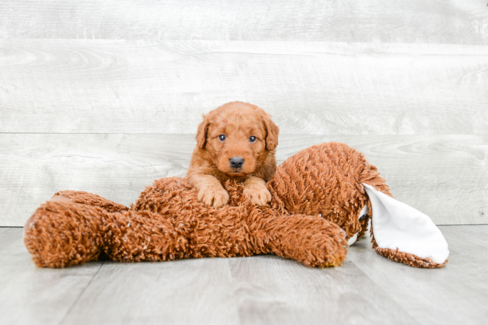 Mini Goldendoodle Puppy for Adoption