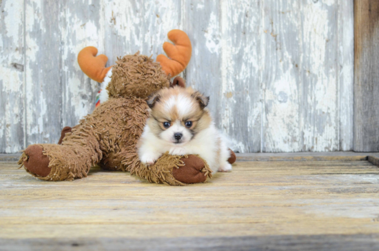 Little Pomeranian Baby