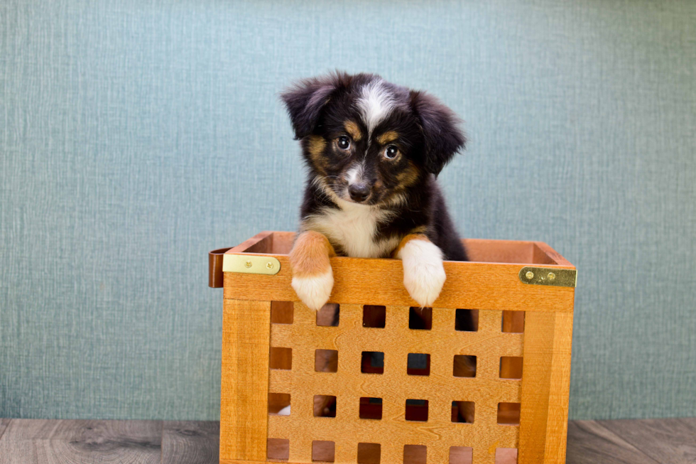 Mini Aussiedoodle Pup Being Cute