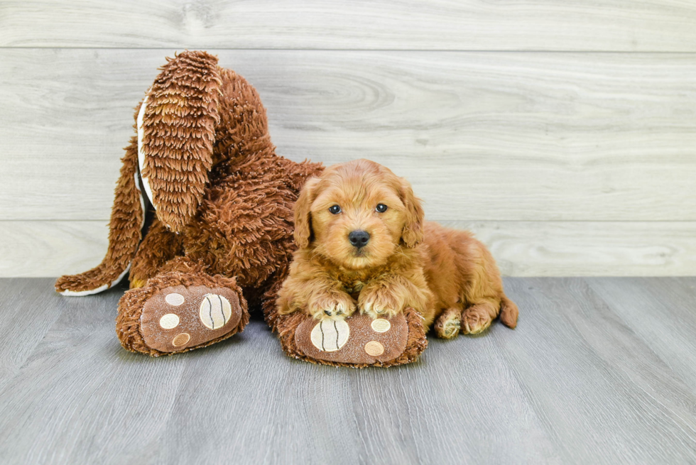 Smart Mini Goldendoodle Poodle Mix Pup