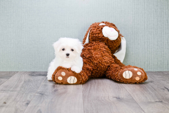 Petite Maltese Purebred Puppy