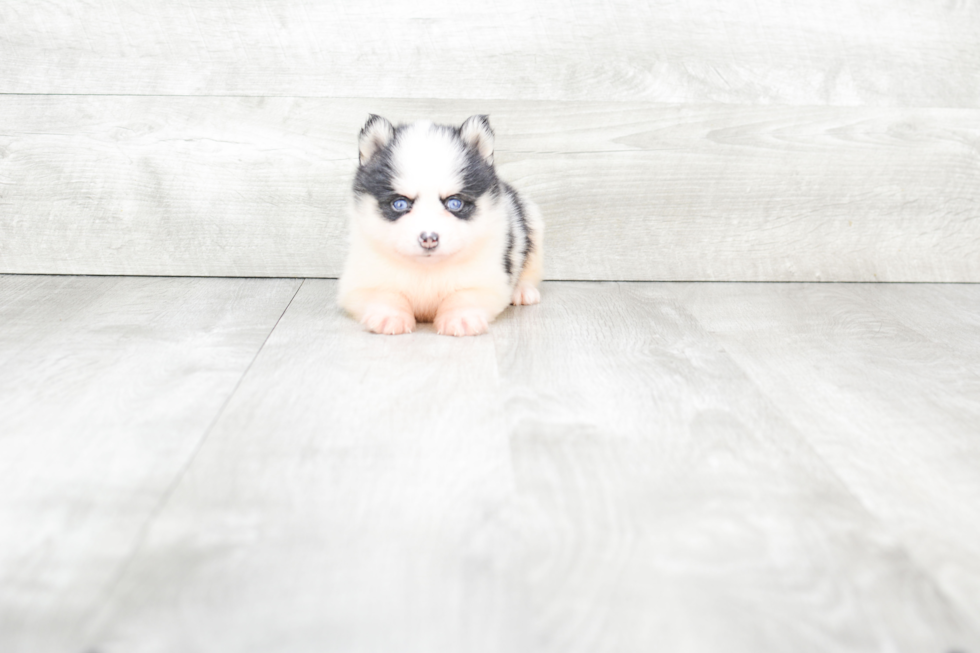 Pomsky Puppy for Adoption