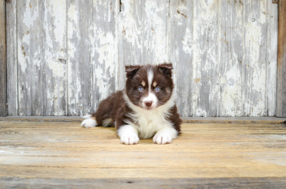 Adorable Mini Husky Designer Puppy